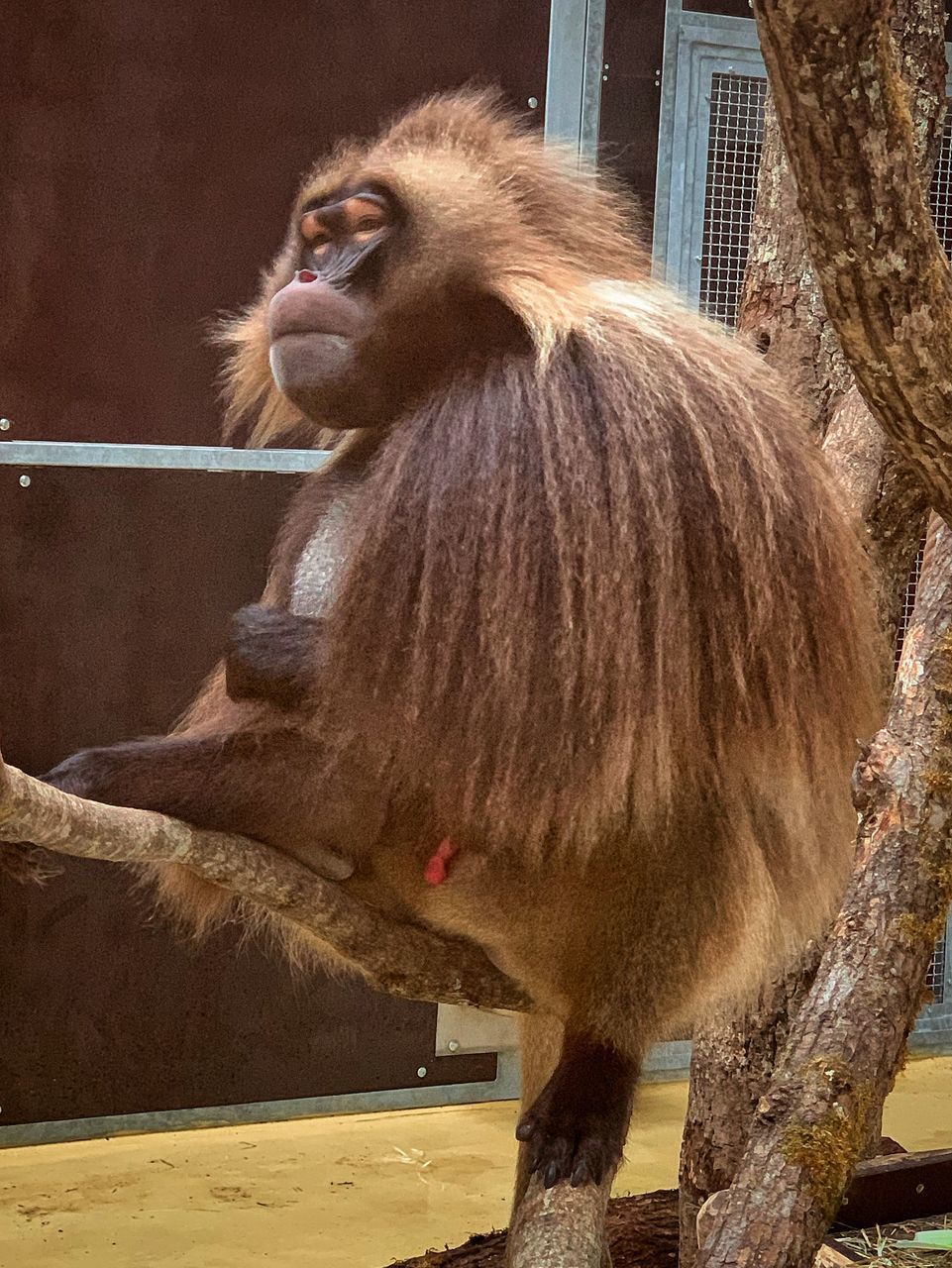 LOW ANGLE VIEW OF MONKEY SITTING ON A ZOO