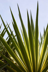 Low angle view of plants against clear sky