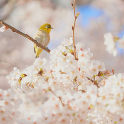 Low angle view of bird perching on cherry blossom