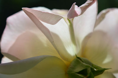 Close-up of day lily blooming outdoors