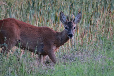 Deer in a field