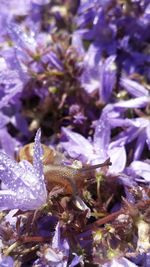 Close-up of purple flower against blurred background