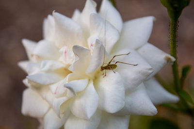 Close-up of white flower