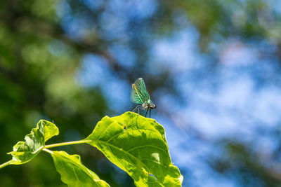 Close-up of butterfly on leaf