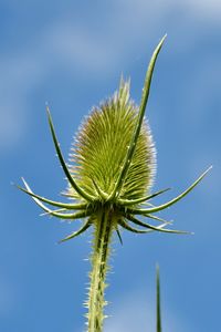 Close-up of thistle against clear blue sky