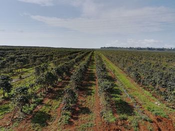 Scenic view of agricultural field against sky