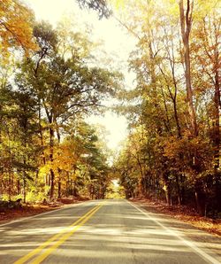 Road amidst trees in forest during autumn