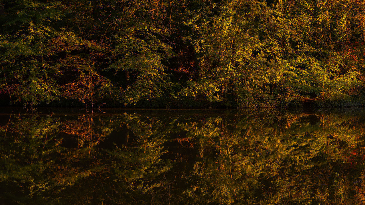 TREES AND PLANTS IN FOREST