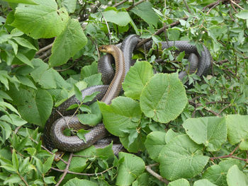 Close-up of lizard on tree