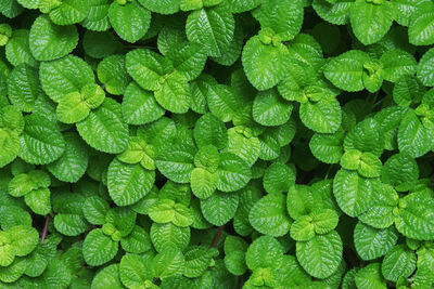 Full frame shot of green leaves