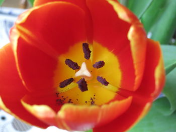 Close-up of orange flower blooming outdoors