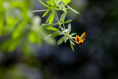 Close-up of flowering plant