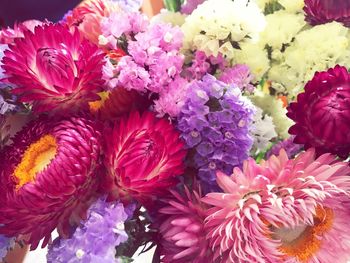 Close-up of pink flowers