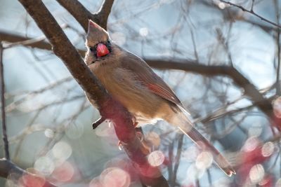 Close-up of bird perching on branch