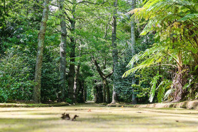 Trees in forest