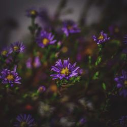 Close-up of purple flowers