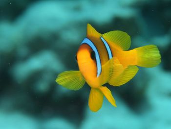 Close-up of fish swimming in sea