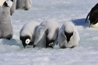 Sheep in a snow