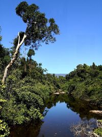 Scenic view of forest against clear blue sky