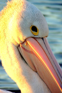 Close-up of swan in water