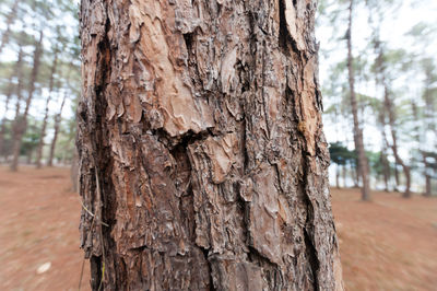 Close-up of tree trunk