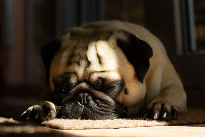 Close-up of a dog sleeping on floor at home