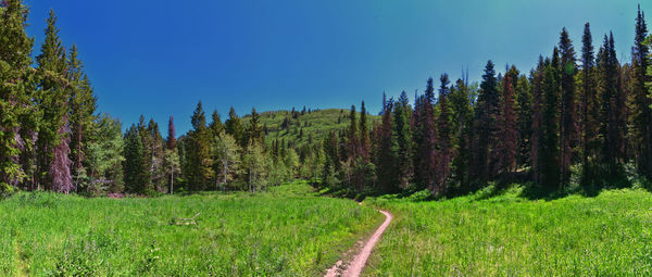 Pine trees in forest