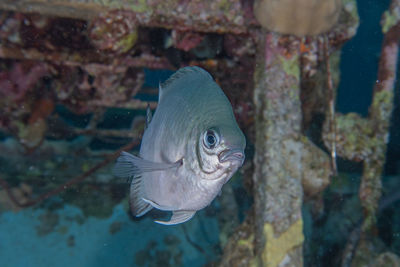 Close-up of fish swimming in sea