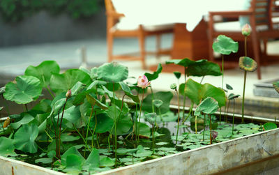 Lotus pot on poolside on blur table of restaurant background for outdoors decoration