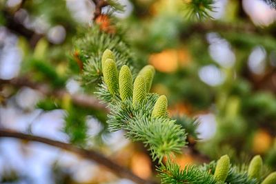 Close-up of pine tree