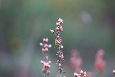 Close-up of flowering plant
