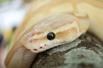 Close-up of snake