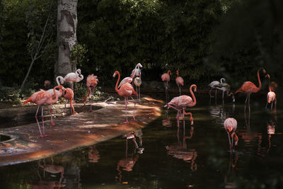 Group of birds in lake