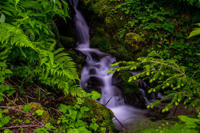 Scenic view of waterfall in forest