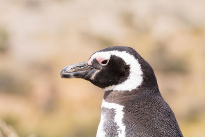 Close-up of bird