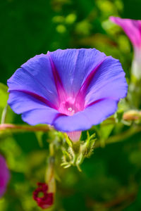 Close-up of flower blooming outdoors