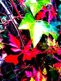 Close-up of maple leaves during autumn