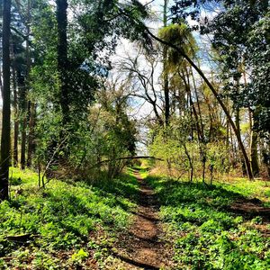 Footpath in forest