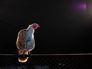 Bird perching on railing