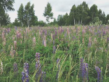 Purple flowers blooming on field