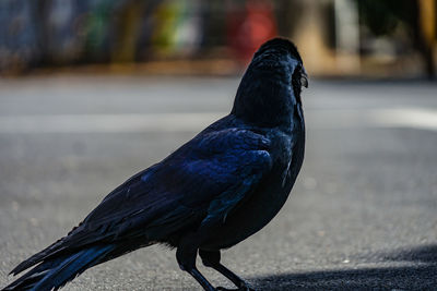 Close-up of bird