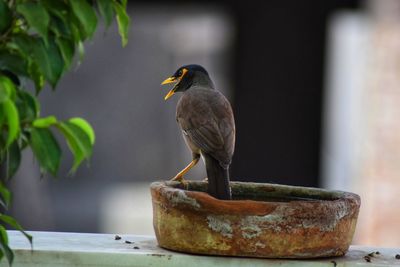 Close-up of bird perching on wood