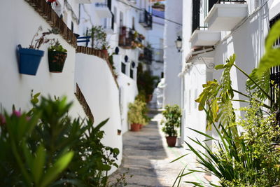 Potted plants outside building