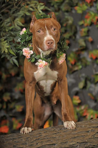 Portrait of a dog