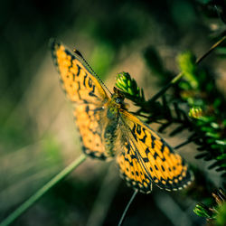 Close-up of butterfly pollinating flower