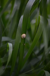 Close-up of plant