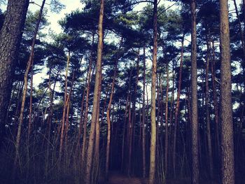 Trees in forest