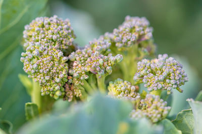 Close-up of flowering plant