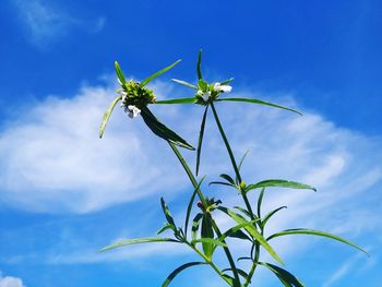 Low angle view of flowering plant against blue sky