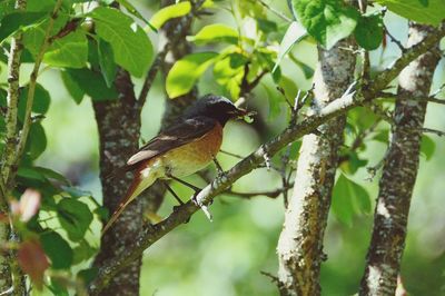 Close-up of bird perching on tree